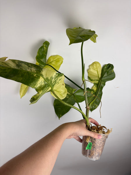 Philodendron Florida beauty x Paraiso var (Thailand) A