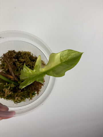 Philodendron Florida beauty x distantilobum variegated top cut lightly rooted