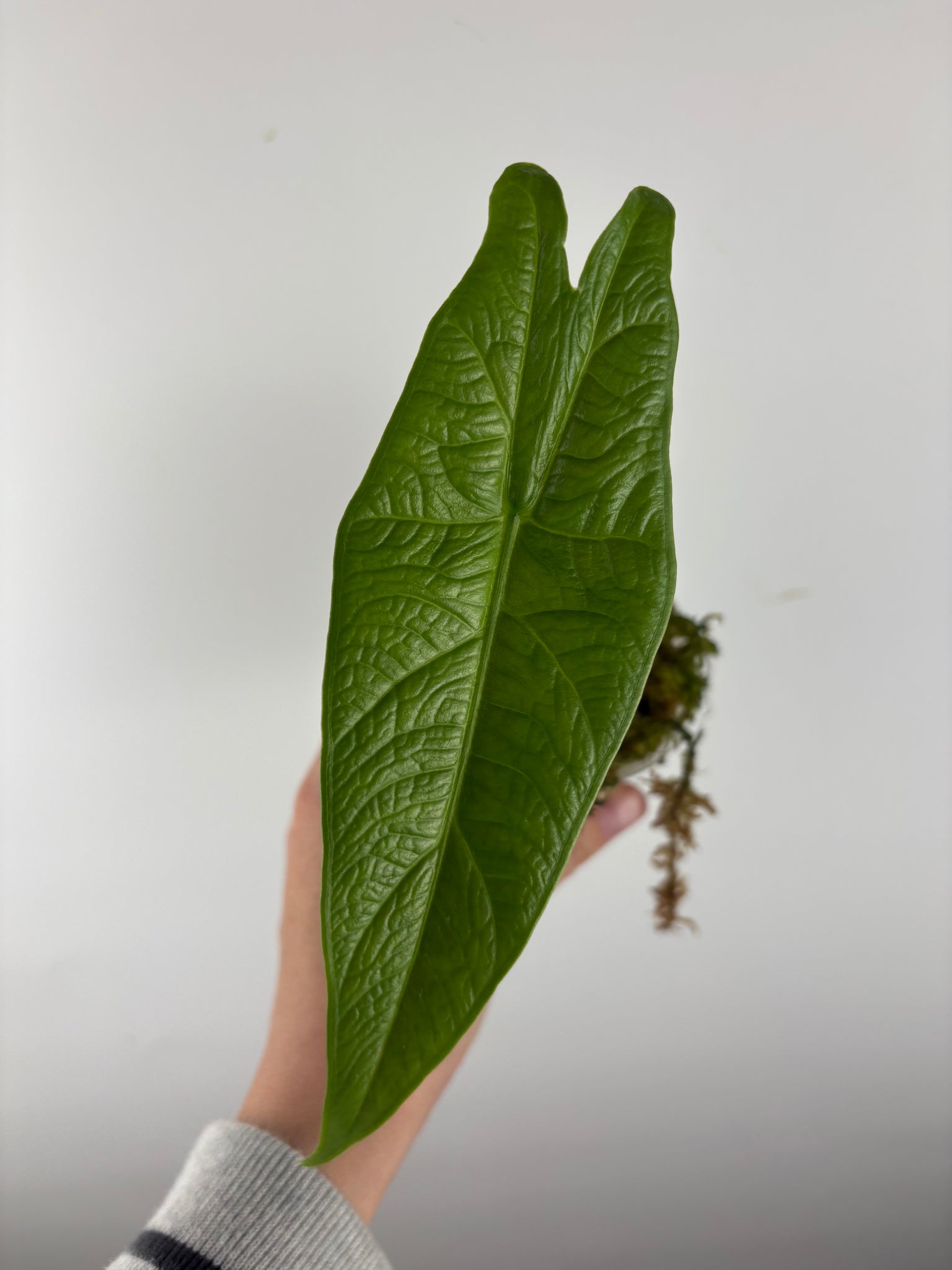 Alocasia green carpet sp Sulawesi