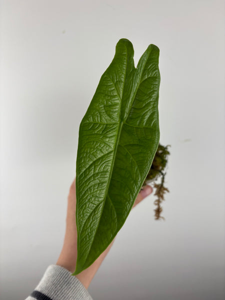 Alocasia green carpet sp Sulawesi