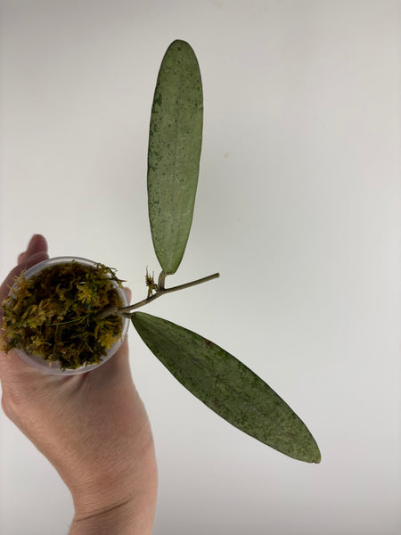 Hoya bengkulu silver C