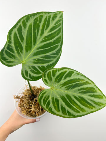 Anthurium silver blush G4