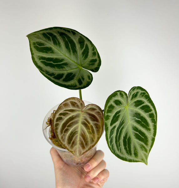 Anthurium Angel dream C