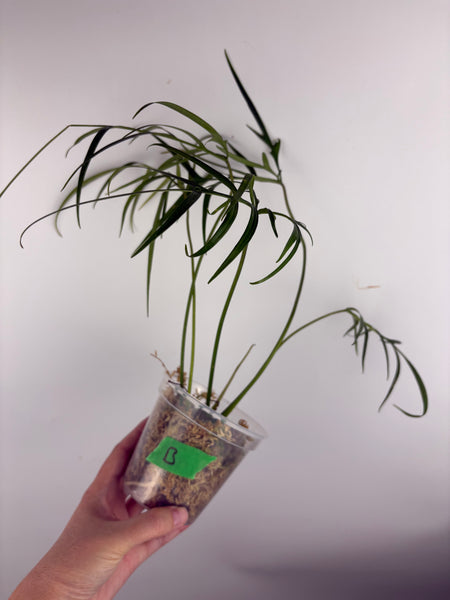 Philodendron polypodioides B