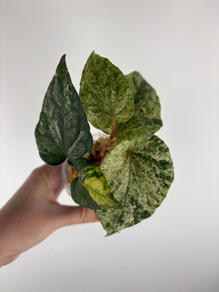 Piper ornatum variegated
