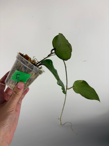 hoya glabra sf004 E