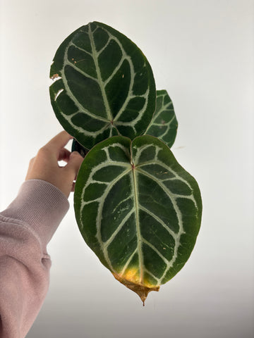 Anthurium 'Memoria Tim Anderson’ - (Doc Block Zara × Doc Block Michelle) X Anthurium Red Crystallinum from USA - 3