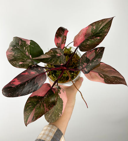 Philodendron pink princess galaxy