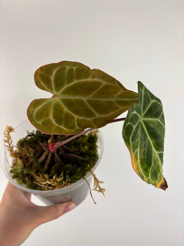 Anthurium crystallinum Petir variegated - Double growth point