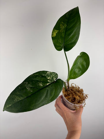 Syngonium chiapense variegated 3
