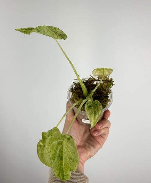 alocasia calcutta marble