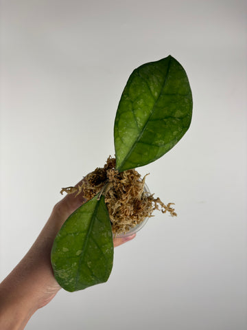 Hoya Clemensiorum Borneo splash 2