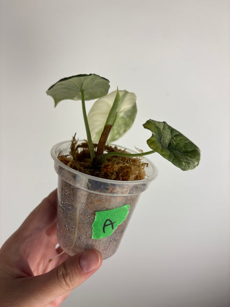 Alocasia Melo albo (Thailand) A