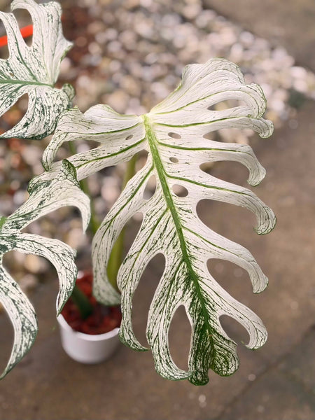 Monstera devil (Thailand) unacclimated