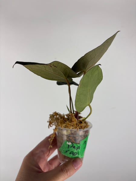 Anthurium blue papi x aos 3