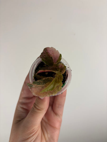 begonia ginny galaxy variegated D