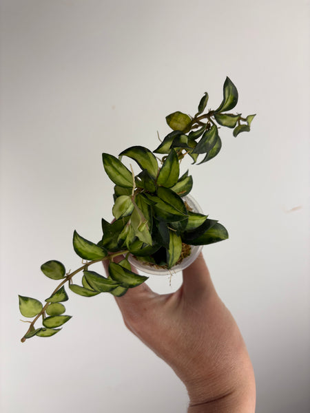 hoya lacunosa bruno B