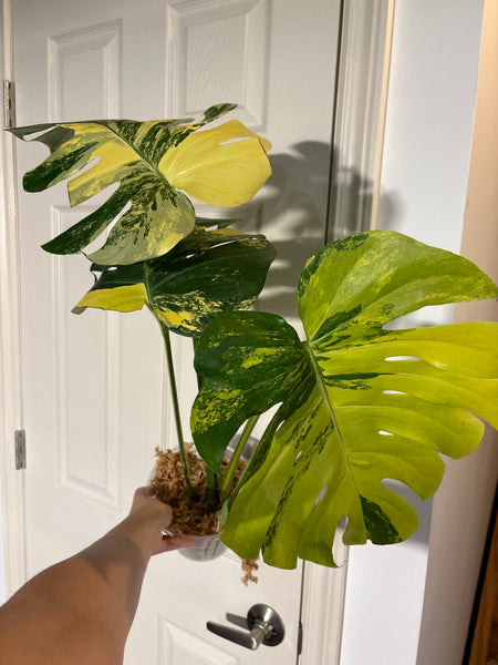 Monstera Pompom - large plant