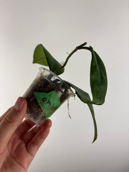 hoya Sp aceh omelet