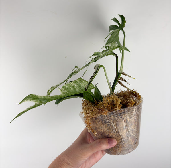 Epipremnum pinnatum devil monster