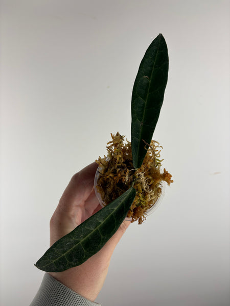 hoya hypolasia sp papua A