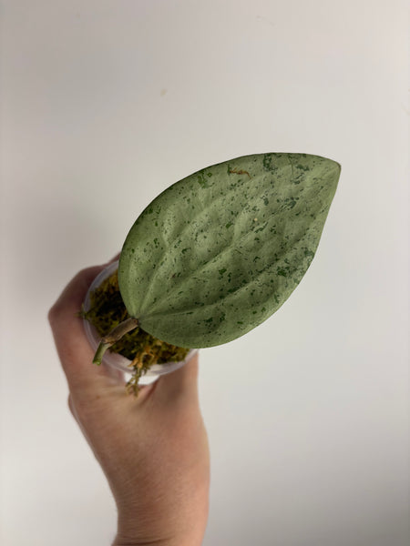 Hoya Glabra silver