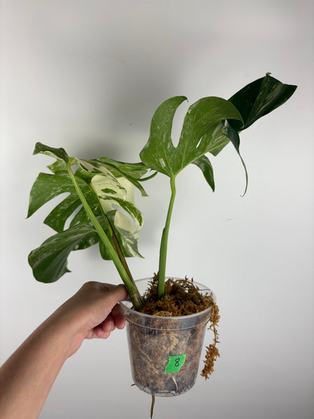 Monstera albo 8