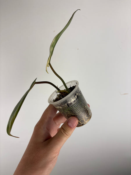 philodendron kitina variegated F