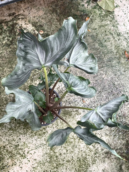 Alocasia holy grail unacclimated
