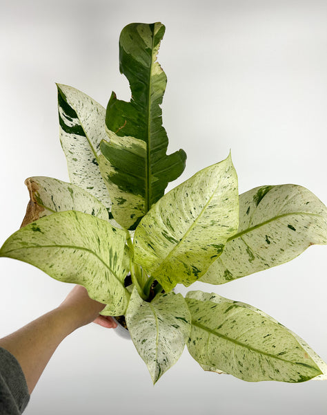 Philodendron orlando variegated - large plant