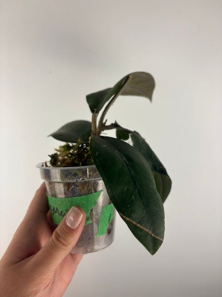 Hoya sp aceh Gomas 1