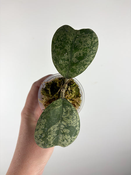 hoya deykeae morning dew B