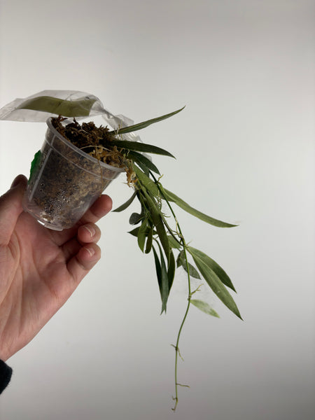 hoya tsangii albomarginata D