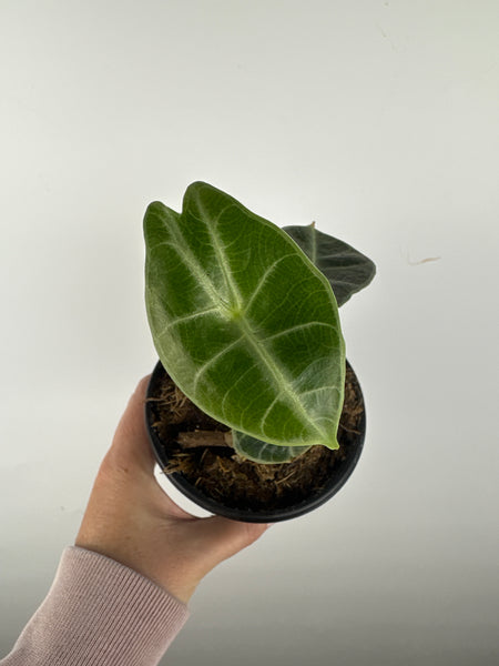 Alocasia Watsoniana low variegated aurea C
