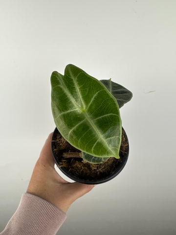 Alocasia Watsoniana low variegated aurea C