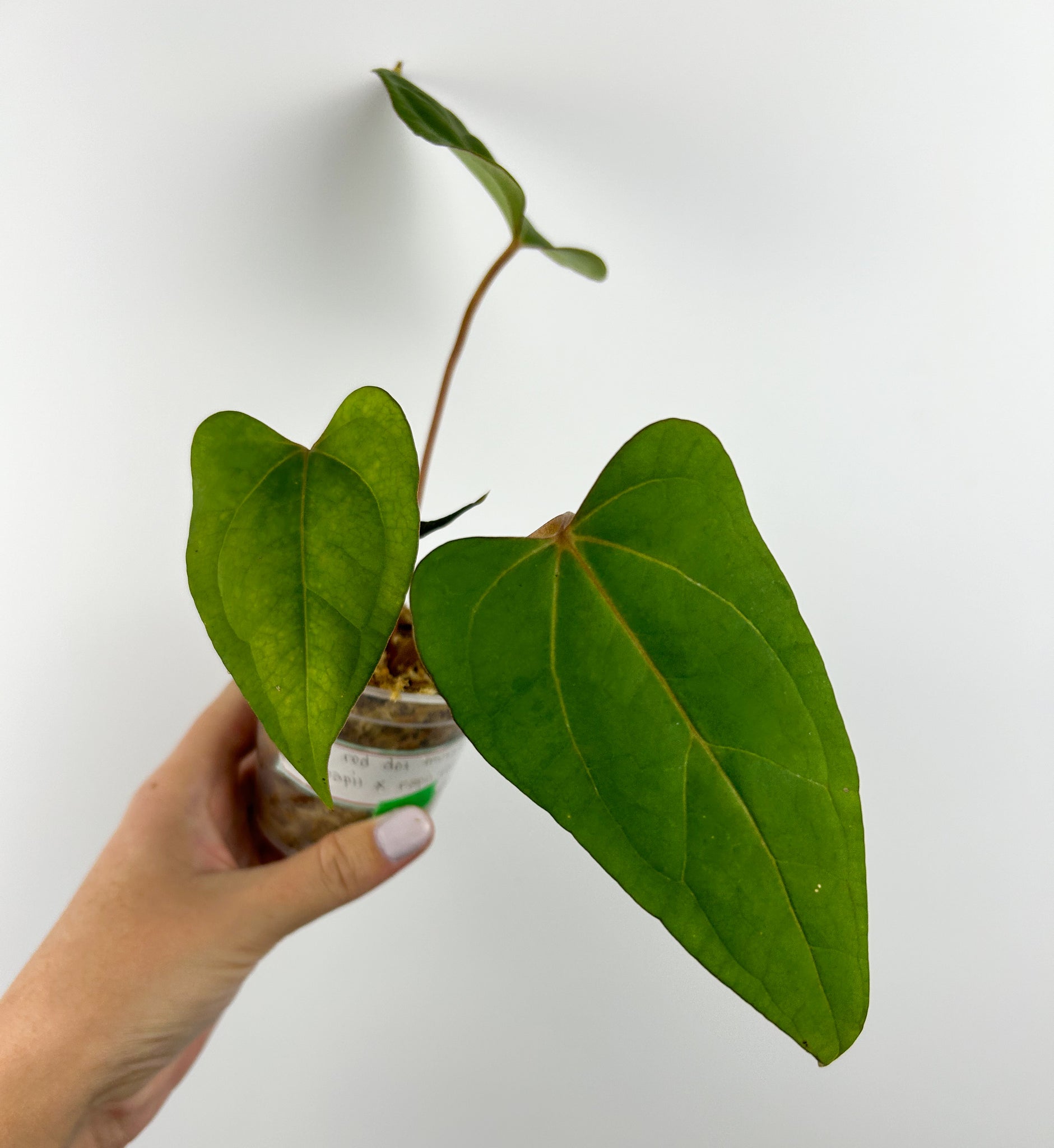 Anthurium red dot mutation of papi x papi red stem A