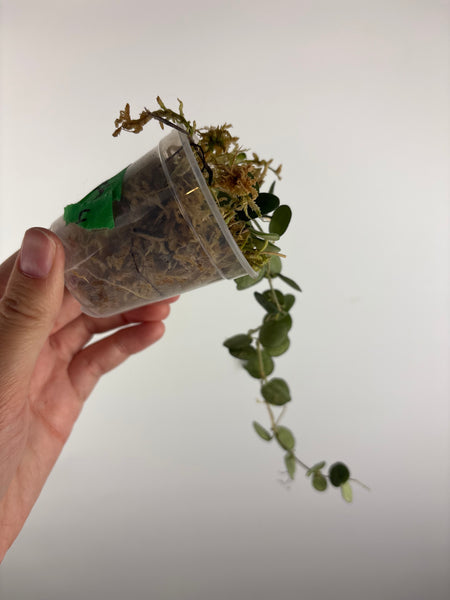 hoya tengchongensis 4