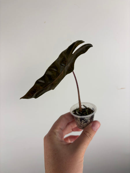 alocasia pseudo sanderiana bull aurea variegated