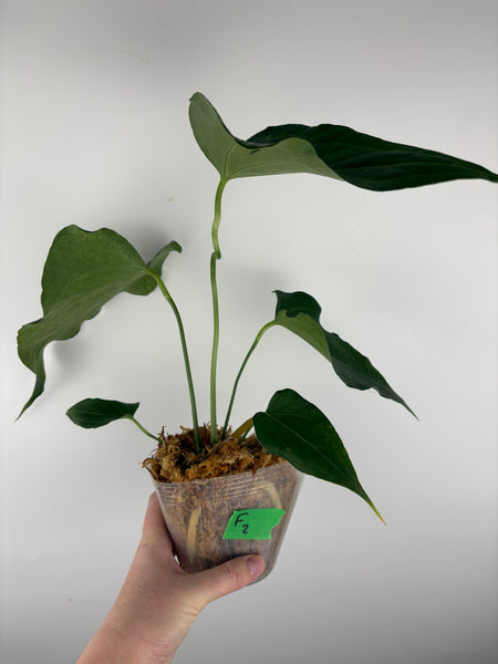 Anthurium delta force F2