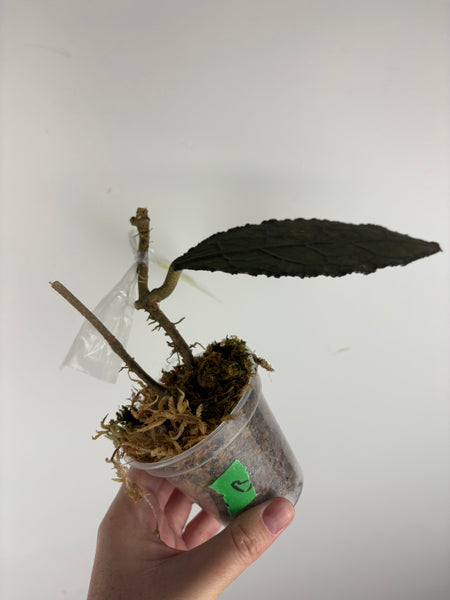 hoya clemensorium aceh splash B