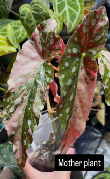 Begonia maculata medium rooted mid cut in soil with new growth