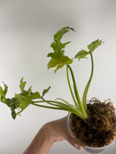 Philodendron thaumatophyllum dragon fire
