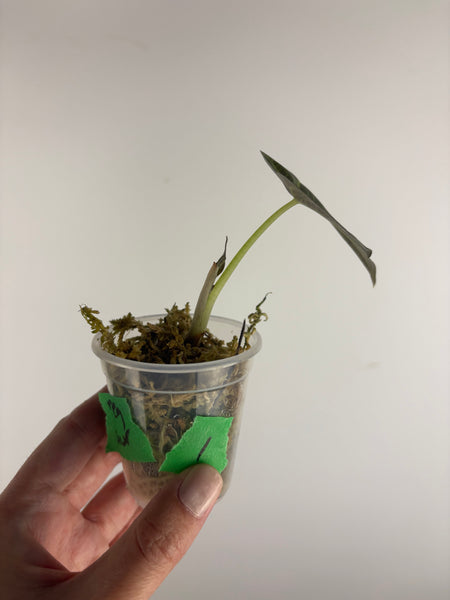 Alocasia regal aurea baby 1