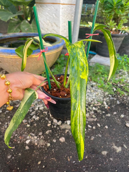 philodendron holtonianum variegated (Thailand) unacclimated
