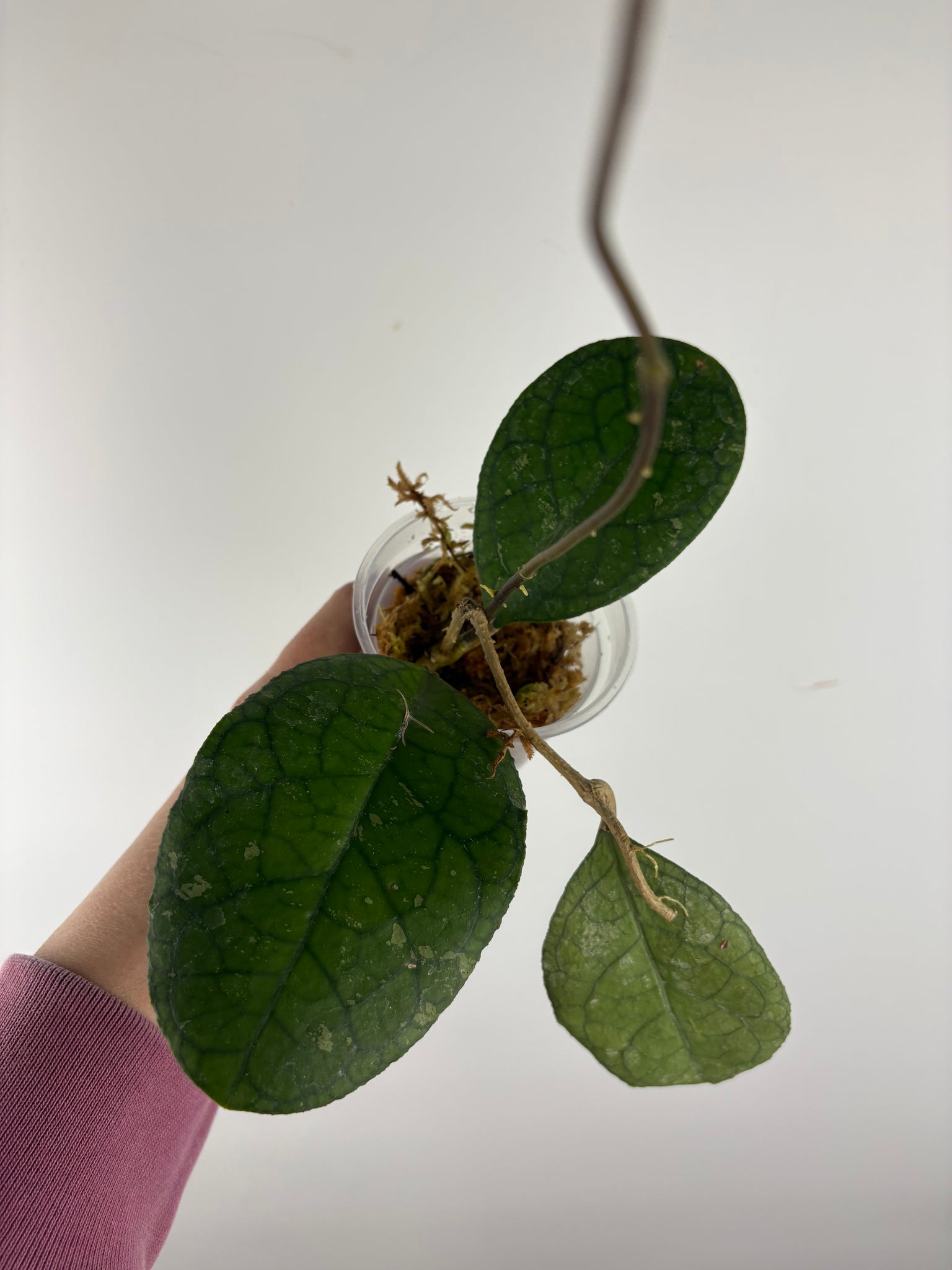 Hoya tanggamus round leaf 2