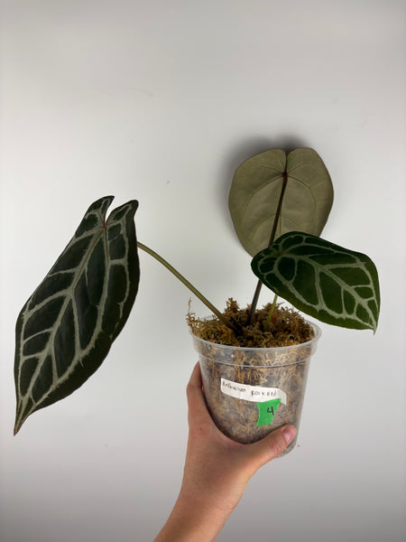 Anthurium kos x red crystal 4