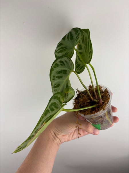 Anthurium silver king x silver tiger B