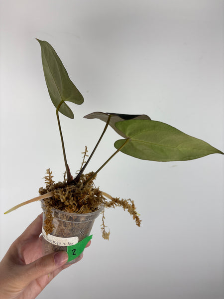 Anthurium blue papi x aos 2