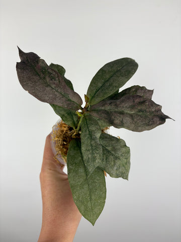 Hoya mitrata silver borneo