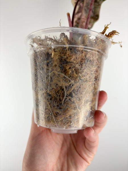 Alocasia pseudo sanderiana pink variegated D